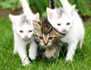 Herpeswiroza kotów – profilaktyka i skuteczna pomoc