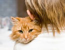 Herpeswiroza kotów - choroba nawracająca
